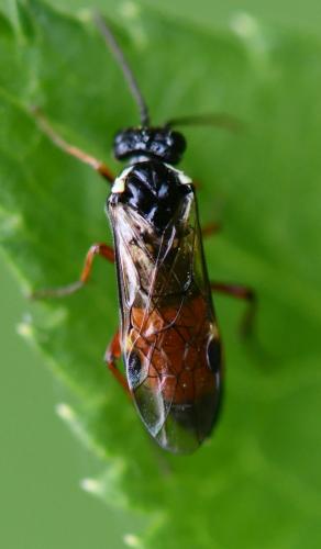 Aglaostigma aucupariae